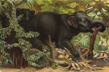 Indian Elephant